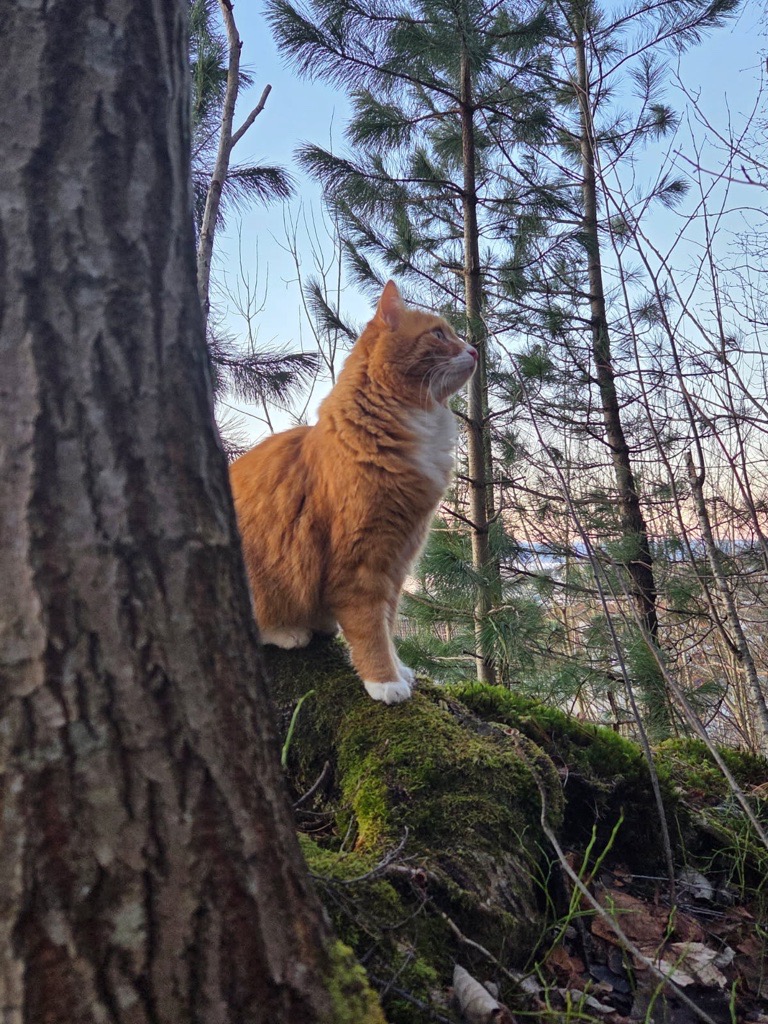 Katt — reisepartner og spirituell venn